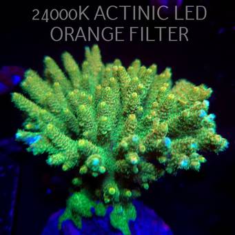 Acropora MILLEPORA GREEN XL (03.03.2026)  14cm