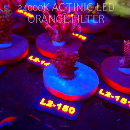 Acropora microclados SSC TYPE (14.08.2026) L2-150  2cm