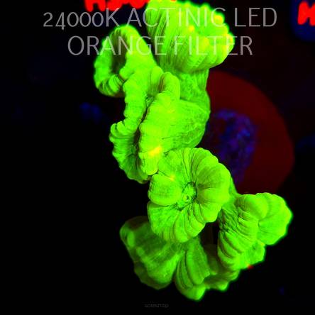 Caulastrea furcata (01.06.2026) H3-039  7P