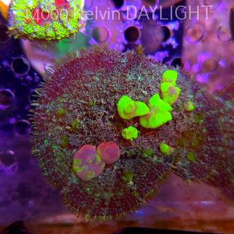 Rhodactis URANIUM Bounce Mushroom (02.06.2025)  6cm
