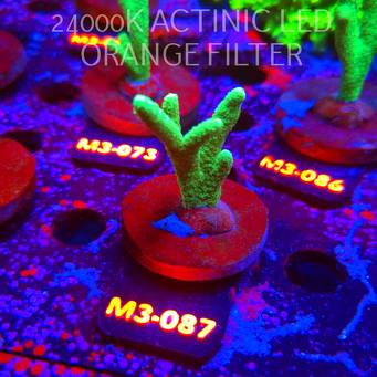 Montipora digitata POWER GREEN (12.04.2026) M3-087  6cm