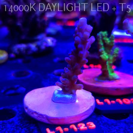 Acropora sp AUSTRALIA (09.10.2025) L1-123  5cm