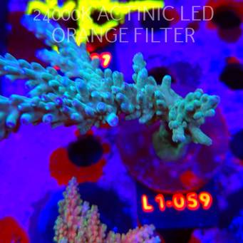 Acropora sp. AUSTRALIA  (14.03.2026) L1-059  15cm