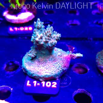 Acropora TG PINK FLOYD ACRO (14.03.2026) L1-102  6cm