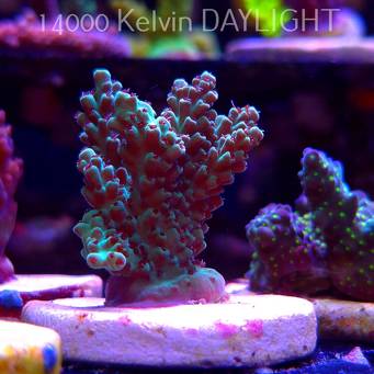 Acropora TG PINK FLOYD ACRO (20.03.2025) L1-I-7  5cm