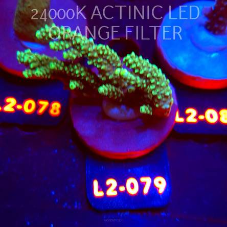 Acropora sp. PREMIUM AUSTRALIA (14.08.2026) L2-079  7cm