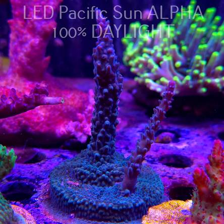 Acropora formosa BLUE JEANS (19.01.2025) L2-III-20  10cm