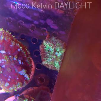 Discosoma sp. JAWBREAKER (05.03.2025)  3cm