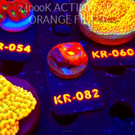 Favites JASON FOX TORO BRAVO (06.12.2025) KR-082  2cm