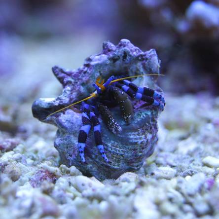 Calcinus elegans (Blue leg crab)