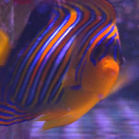  Pygoplites diacanthus rozmiar 13cm RARYTAS (RED SEA)