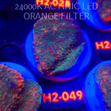 Echinophyllia Lava Rush Chalice (02.12.2025) H2-049  5cm