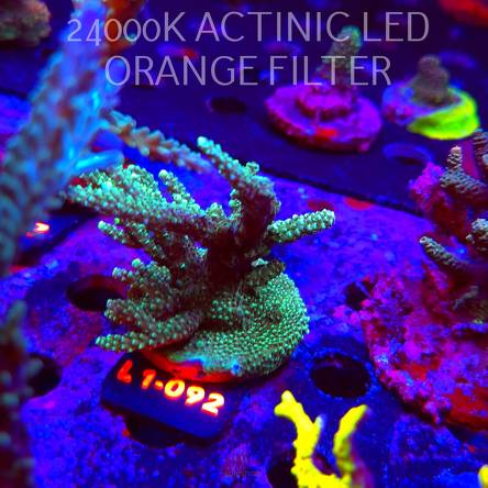 Acropora sp. AUSTRALIA  (16.03.2026) L1-092  8cm