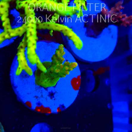 Acropora GOLD FEVER (20.03.2025) L1-I-39  4cm