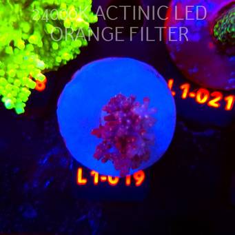Acropora microclados CHEMICAL ROMANCE (03.08.2026) L1-019  3cm