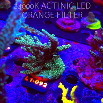 Acropora sp. AUSTRALIA  (16.03.2026) L1-092  8cm