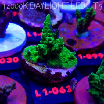 Acropora sp. AUSTRALIA (11.10.2025) L1-063  5cm