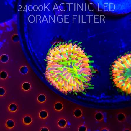 Heliofungia fralinae MALAYSIAN RAINBOW (01.02.2026) 3cm