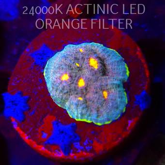 Echinophyllia Flaming Bugatti Chalice (08.11.2025) MM1-I-35  2.5cm