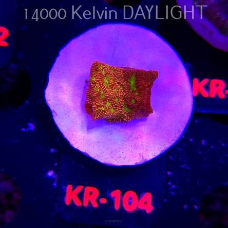 Leptoseris mycetoseroides JACK O LANTERN (03.01.2026) KR-104  2.5cm