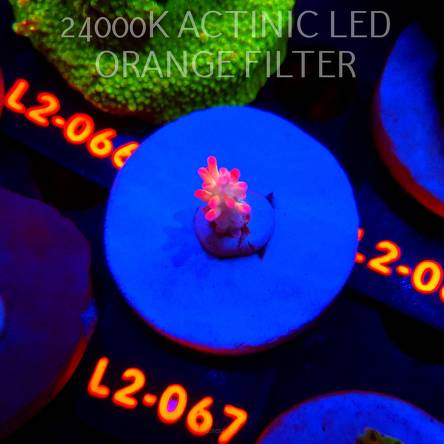 Acropora microclados STRAWBERRY SHORTCAKE CORAL SEA (14.08.2026) L2-067  2cm