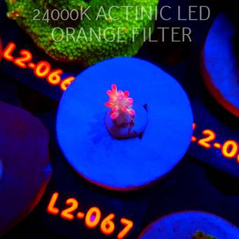 Acropora microclados STRAWBERRY SHORTCAKE CORAL SEA (14.08.2026) L2-067  2cm