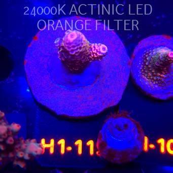 Acropora spathulata JMC DRAGON SCALES (04.02.2026) H1-115  4cm