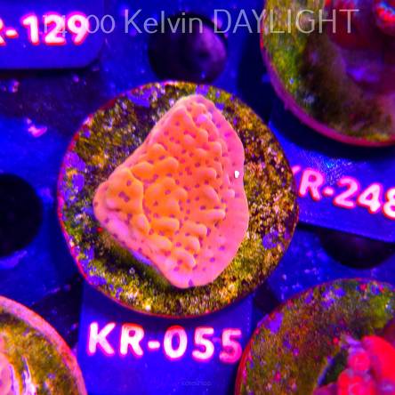 Montipora danae ULTRA (01.09.2026) KR-055  4cm