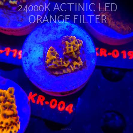 Montipora danae ULTRA (01.02.2026) KR-004  2cm