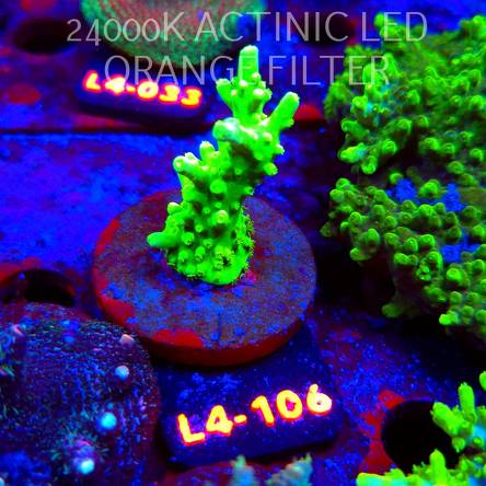 Acropora AUSTERA BANANA (07.01.2026) L4-106  6cm