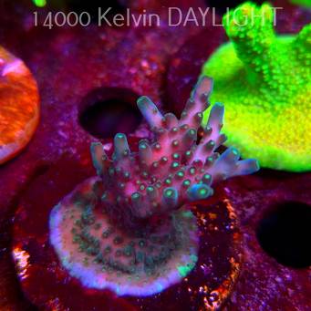 Acropora valida RAINBOW (09.05.2025) MM1-III-23  5cm