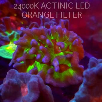 Pectinia RAINBOW (17.01.2026)  14cm