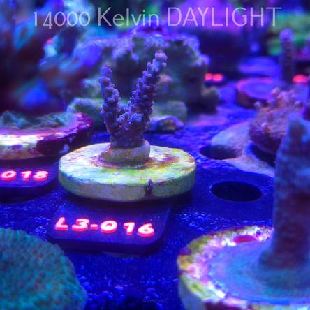 Acropora sp. AUSTRALIA (04.01.2026) L3-016  4cm