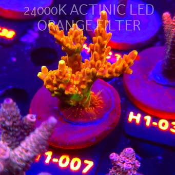 Acropora loripes GOLDEN JAWDROPPER (02.02.2026) H1-007  6cm