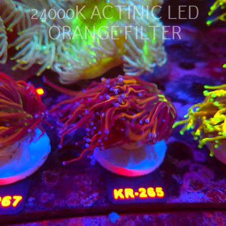 Euphyllia glabrescens NY KNICKS TORCH (19.09.2026) KR-265  2 HEADS