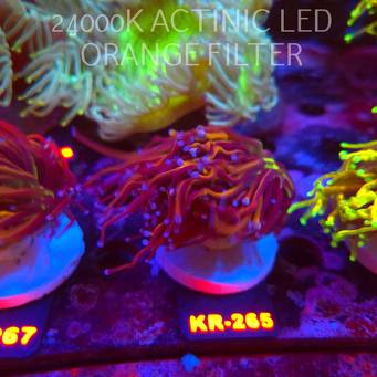 Euphyllia glabrescens NY KNICKS TORCH (19.09.2026) KR-265  2 HEADS