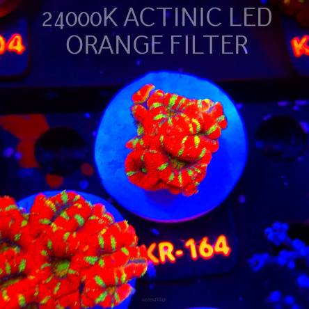 Acanthastrea lordhowensis CHRISTMAS ACAN (03.01.2026) KR-164  4cm