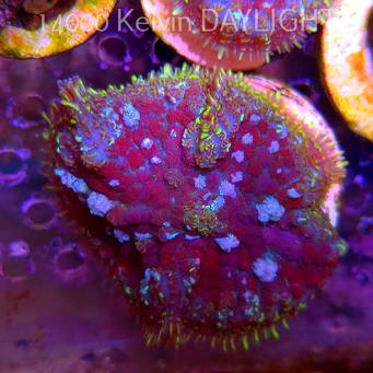 Rhodactis WWC OG Bounce Mushroom (03.06.2025)  5cm