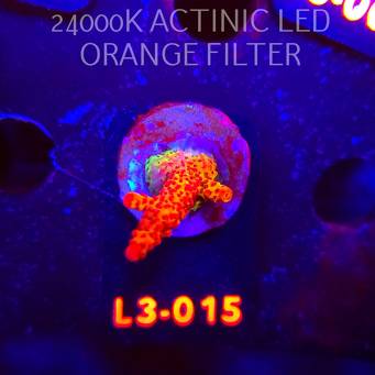 Acropora OG PC RAINBOW (04.01.2026) L3-015  5cm