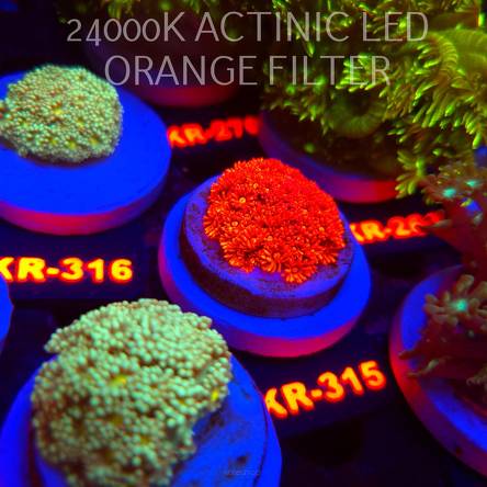 Goniopora RED (19.09.2026) KR-289