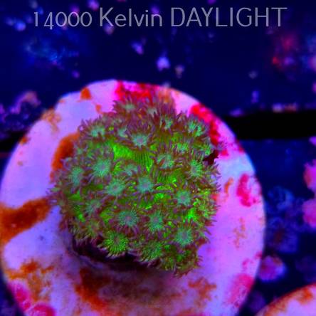  Goniopora JMC RAINBOW GLITTER (06.05.2025)  3cm