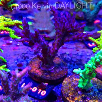 Acropora EC Frankie's Kryptonite (07.01.2026) L4-010  12cm