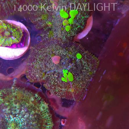 Rhodactis URANIUM Bounce Mushroom (05.03.2025)  4cm