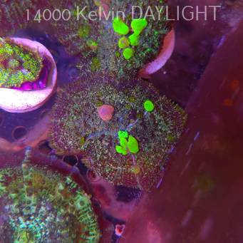 Rhodactis URANIUM Bounce Mushroom (05.03.2025)  4cm