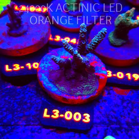 Acropora sp. AUSTRALIA (05.01.2026) L3-003  5cm