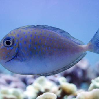 Naso vlamingi rozmiar 8 cm