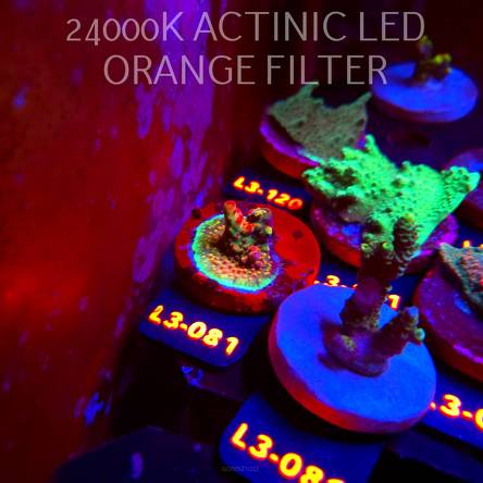 Acropora sp. PREMIUM AUSTRALIA (11.09.2026) L3-081  3cm