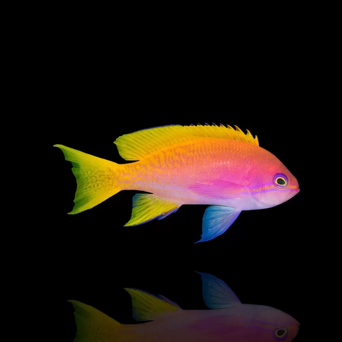 Pseudanthias bimaculatus samica 6-7cm