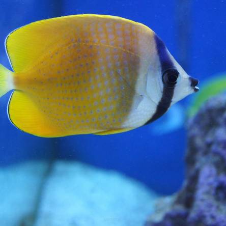 Chaetodon kleini rozmiar 7 cm
