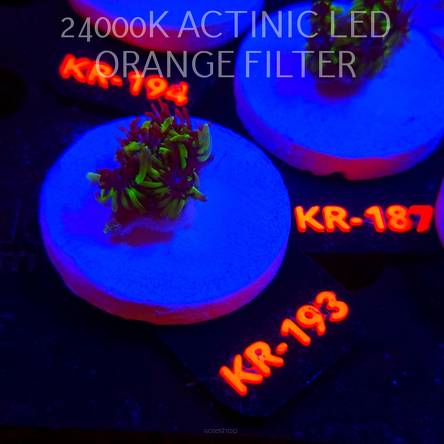 Galaxea fascicularis GREEN (17.01.2026) KR-193  2cm